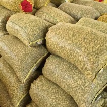 精品过筛子鲜花生，籽粒饱满，河南鲜花生，大量上市，批发