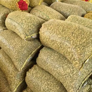 精品过筛子鲜花生，籽粒饱满，河南鲜花生，大量上市，批发