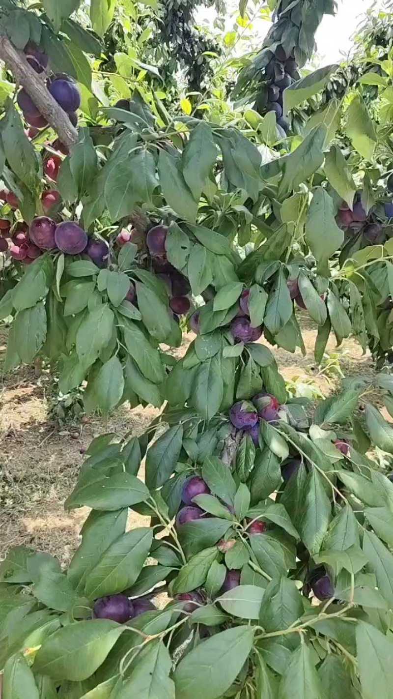 河南三门峡小宝石李熟了，特别甜