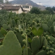 仙人掌