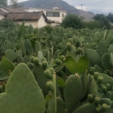 仙人掌