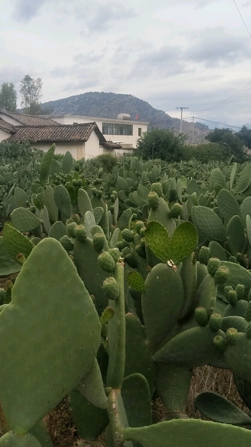 仙人掌