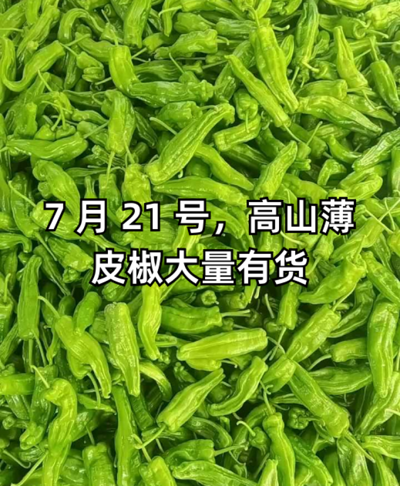 薄皮椒，青椒辣椒看货论价，价格美丽，欢迎新老客户订购。