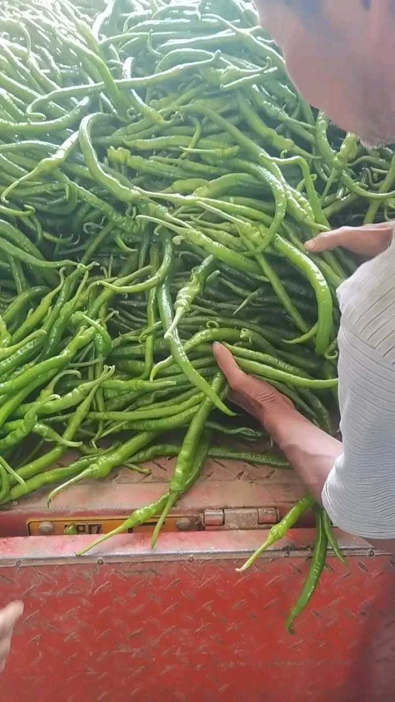 线椒，辣椒，产地大量有货，价格便宜，保质保量，欢迎订购。