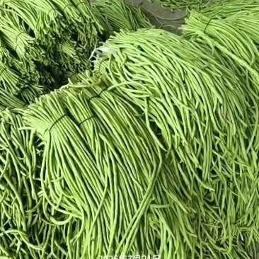 湖北天门长豆角大量精品上市无虫子新鲜量大，产地直销