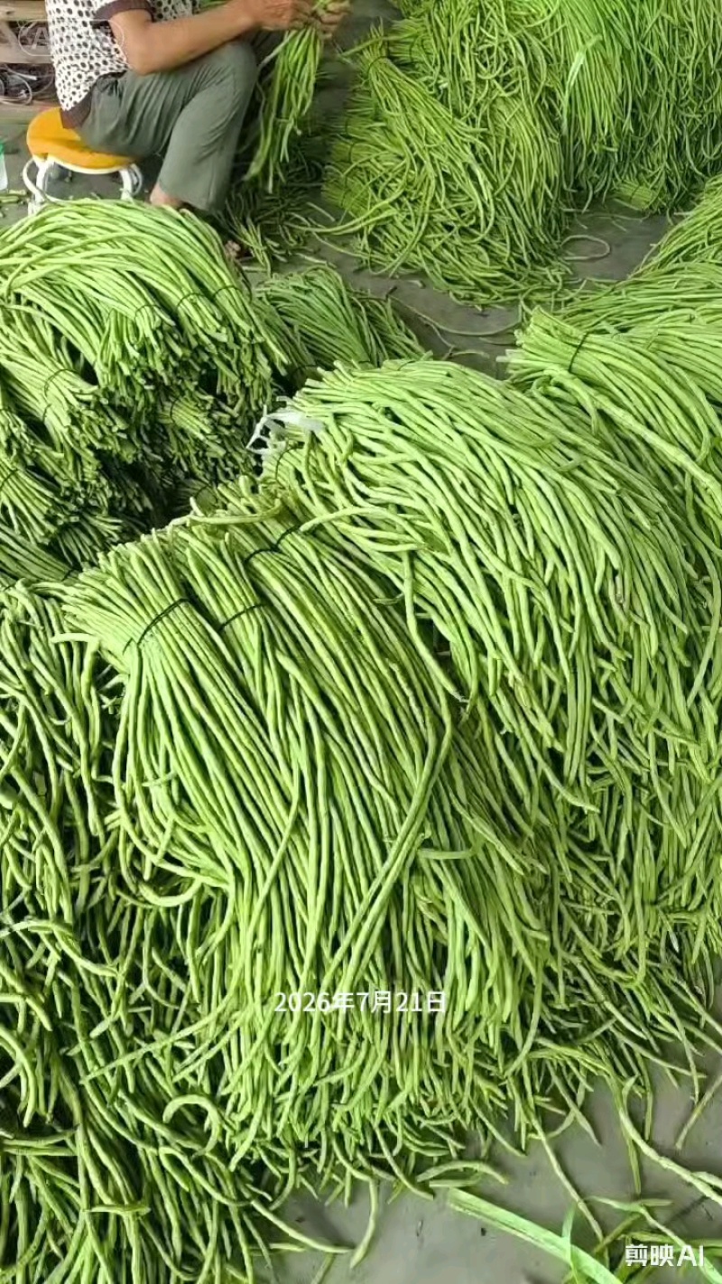 湖北天门长豆角大量精品上市无虫子新鲜量大，产地直销