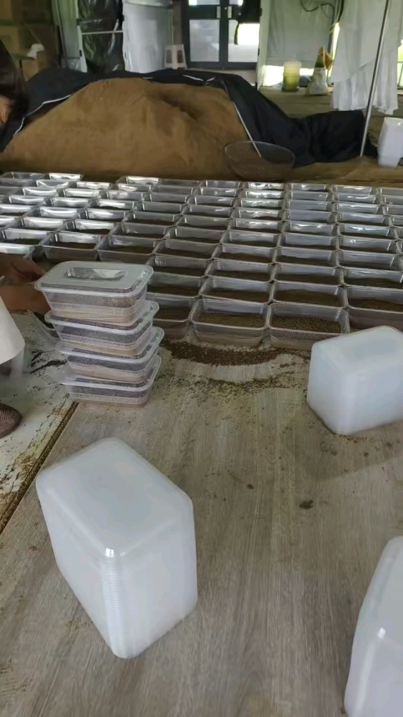 蝉匠金蝉活体蝉蚁养殖种幼苗知了猴卵孵化好爬幼苗优质蝉幼虫知了