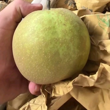 花皮翠冠梨大个头，货源充足正在装