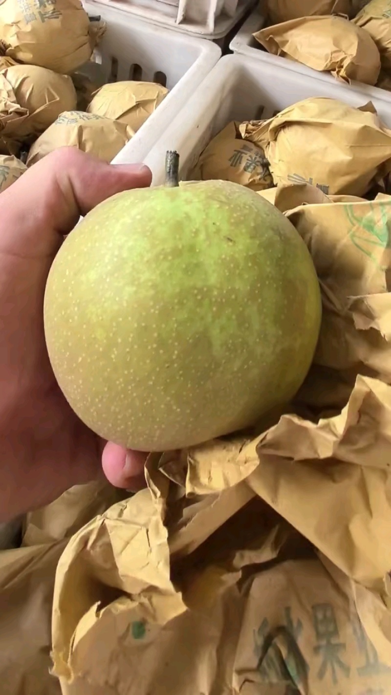 花皮翠冠梨大个头，货源充足正在装
