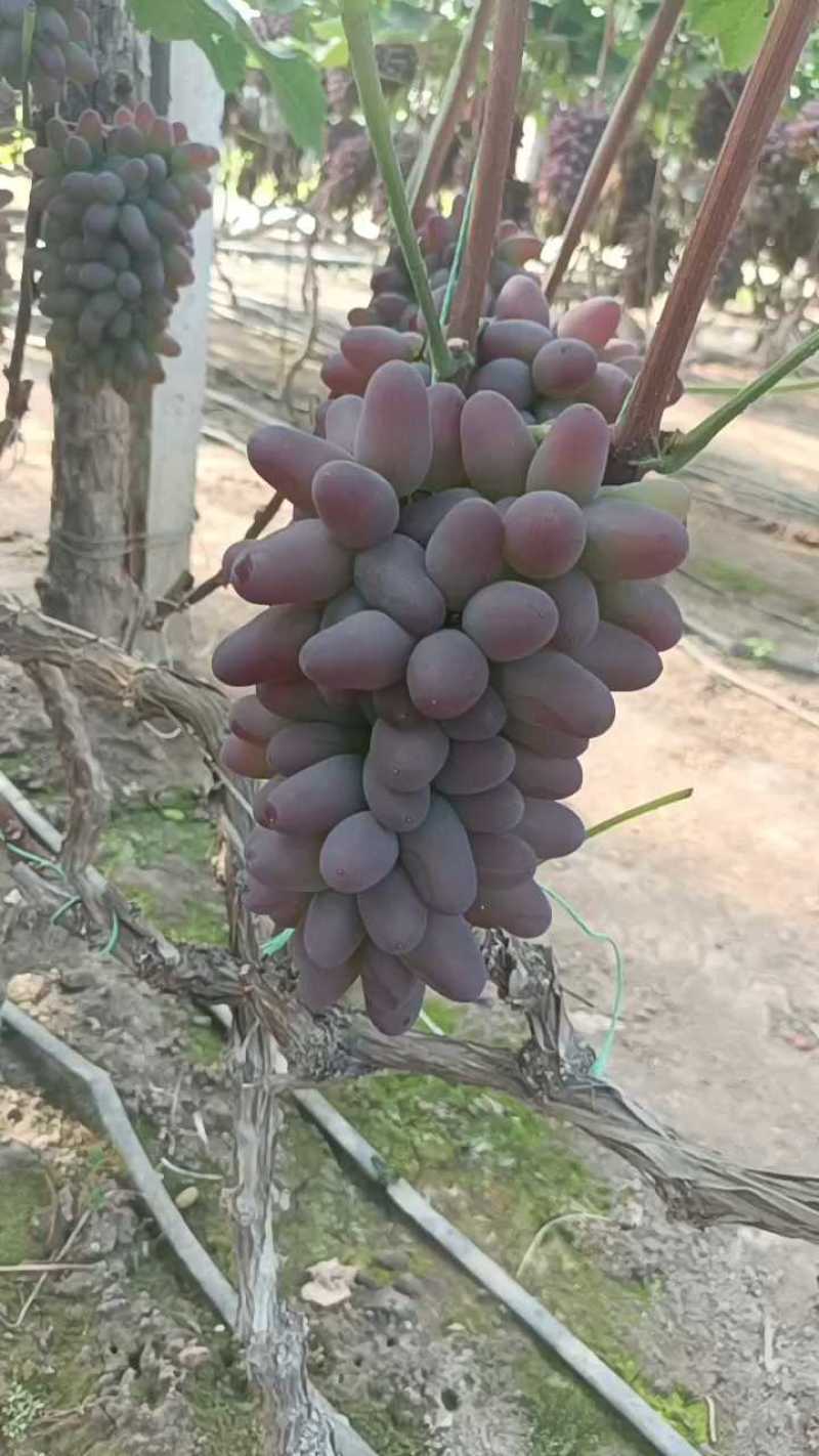 吉林扶余茉莉香萄葡精品沫莉香葡萄大串大粒产地直发