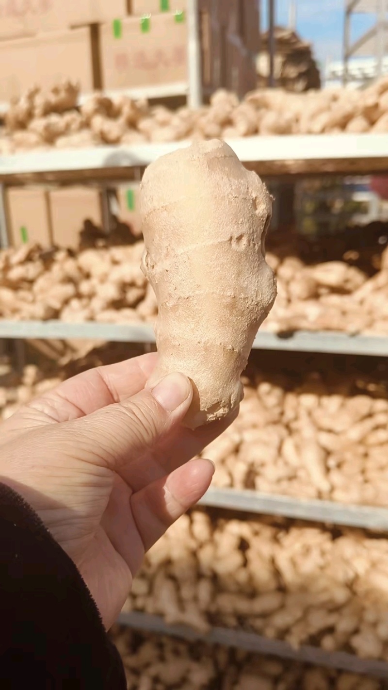 优质水洗风干姜段，超市市场都能用