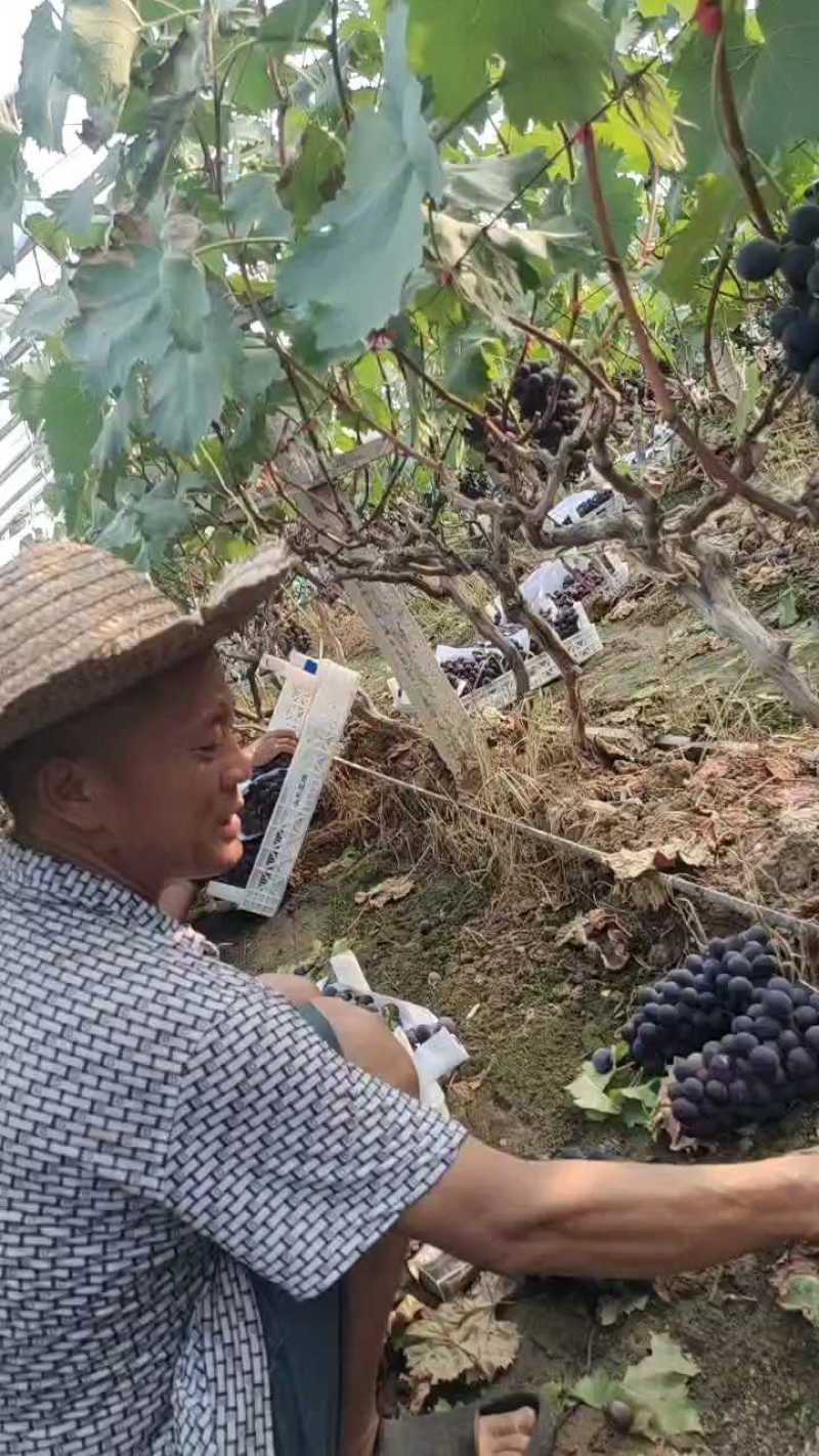 巨峰葡萄，平邑巨峰葡萄大量上市中，产地现摘口感甜，颜色黑