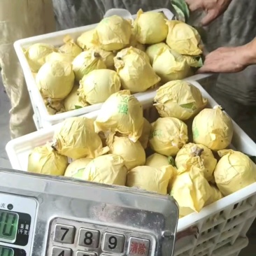 安徽砀山翠玉梨大量有货产地直发欢迎下单