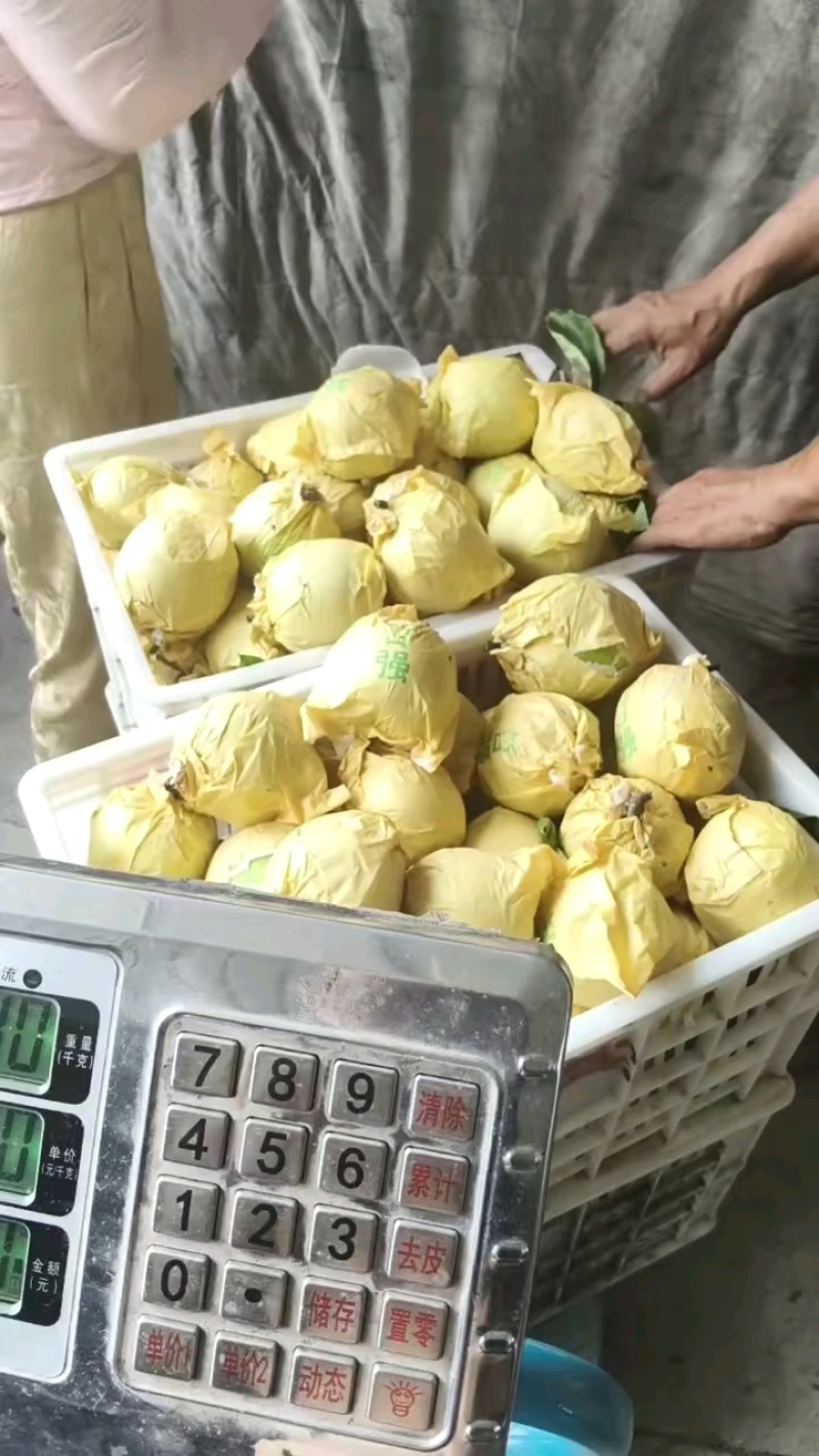 安徽砀山翠玉梨大量有货产地直发欢迎下单