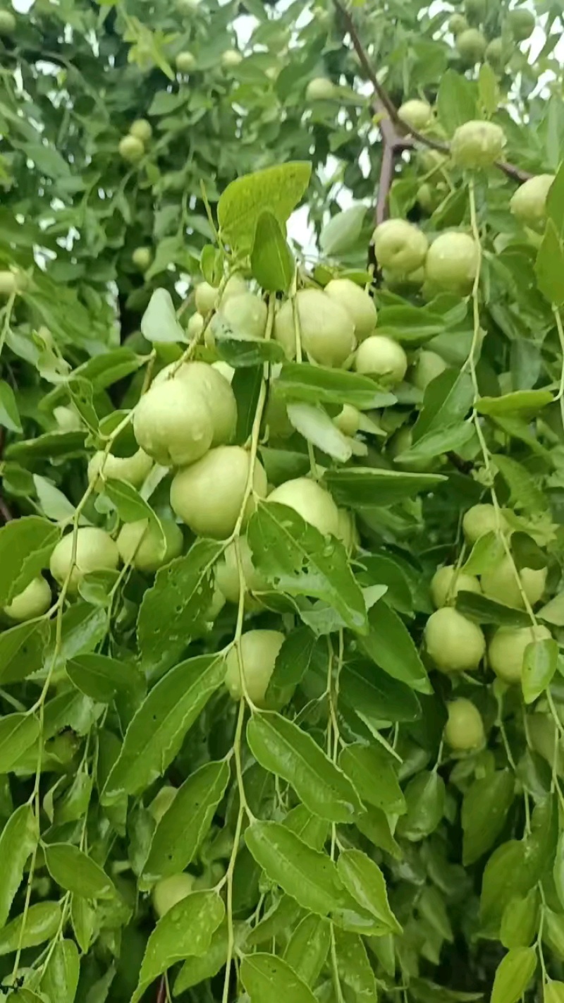 鲜枣早脆王快上市，坐果不好，需等几天