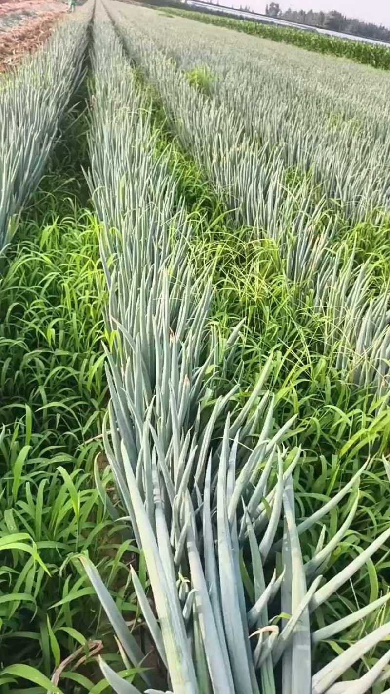安丘一等一货，45-50公分，便宜