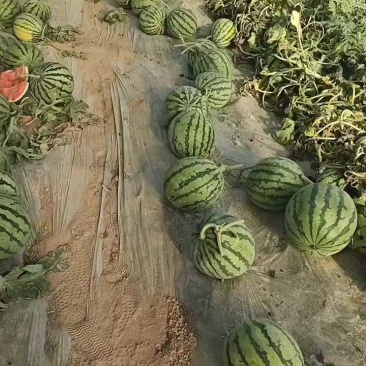 河南夏邑无籽西瓜，小薄皮大红瓤，果行圆润