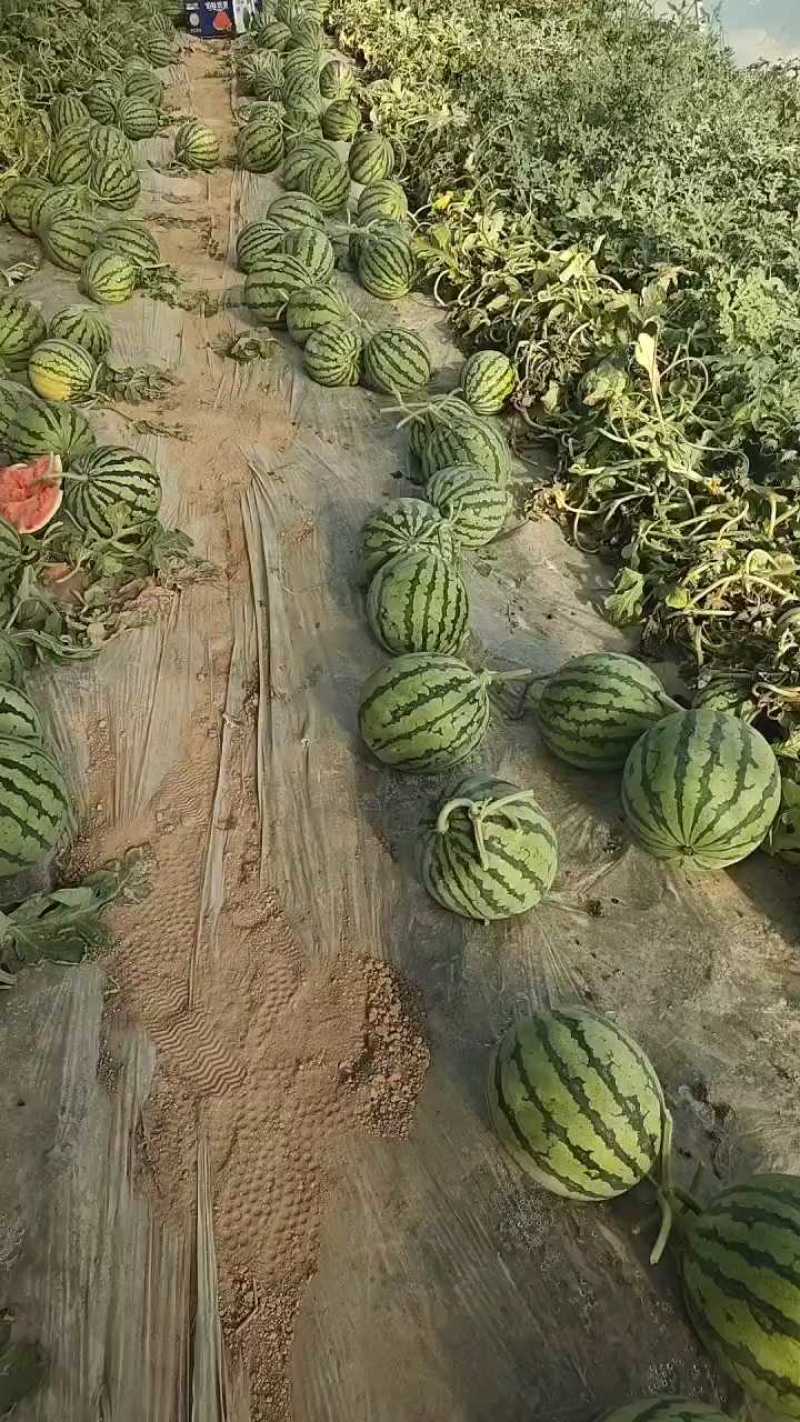 河南夏邑无籽西瓜，小薄皮大红瓤，果行圆润