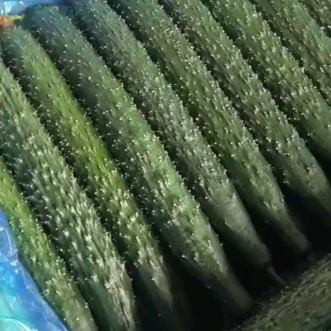 一级好货瓜，乌黑锃亮没刺