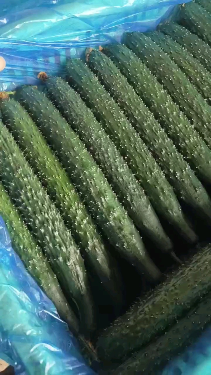 一级好货瓜，乌黑锃亮没刺
