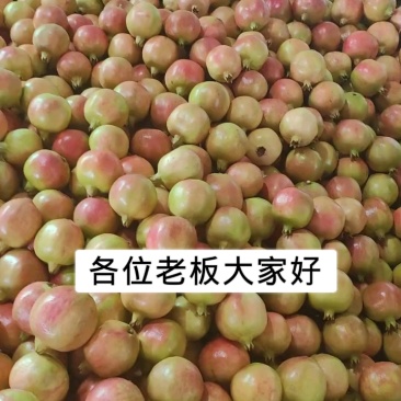 四川突尼斯软籽石榴攀枝花原产地代办供货提供场地