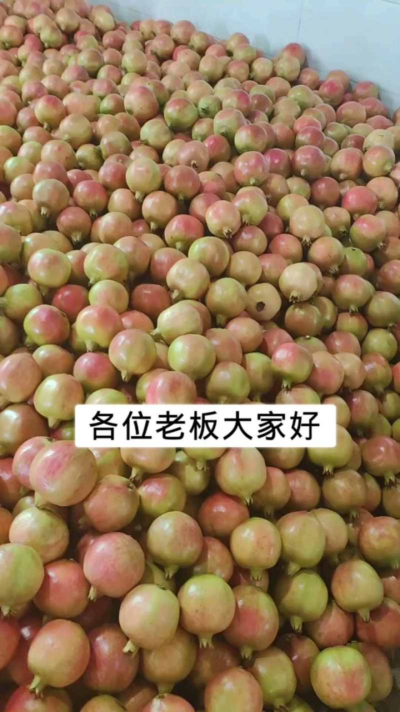 四川突尼斯软籽石榴攀枝花原产地代办供货提供场地
