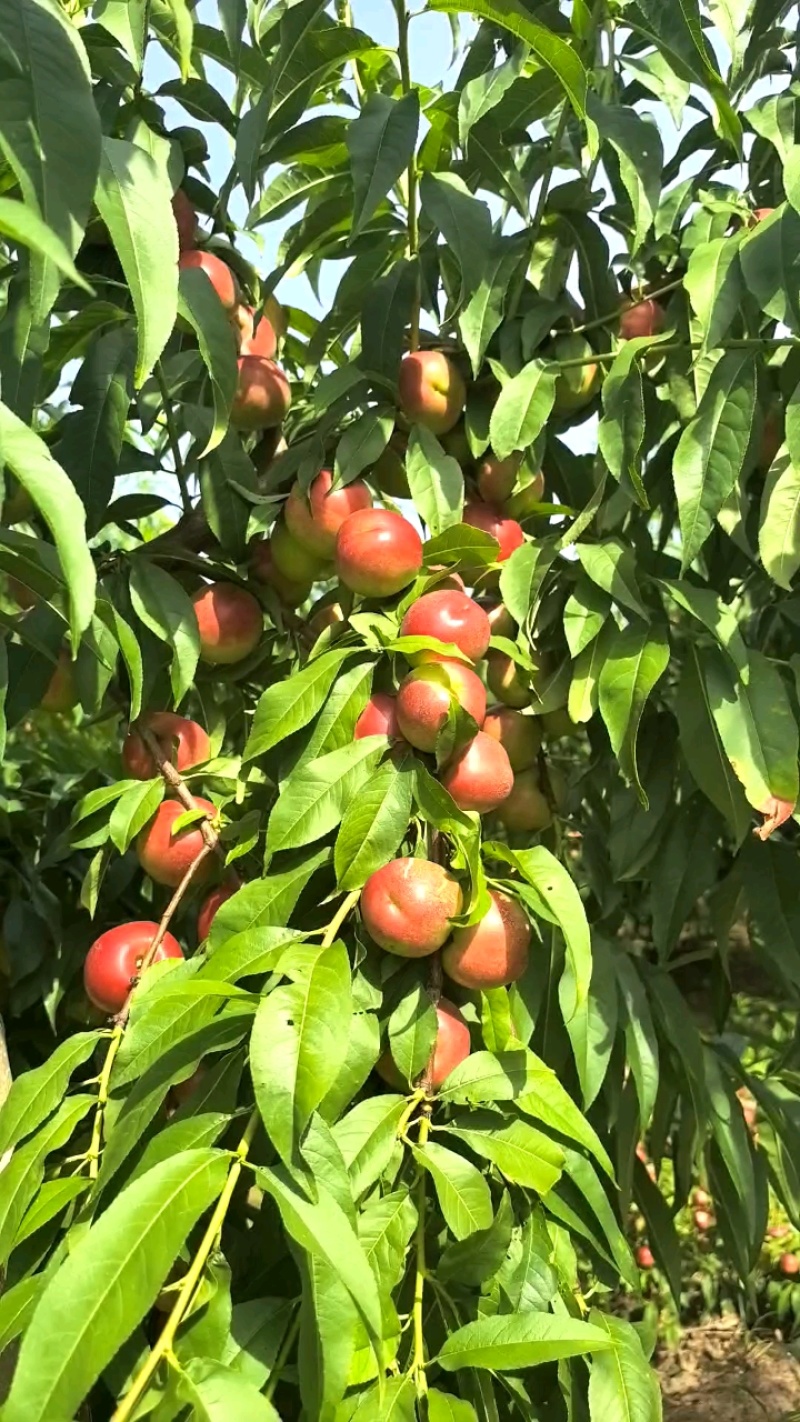 精选《珍珠枣油桃》陕西基地直发对接商超保质保量对接全国