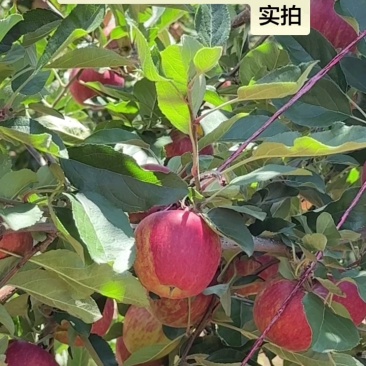 嘎啦苹果片红嘎啦条纹嘎啦产地代办一手货源