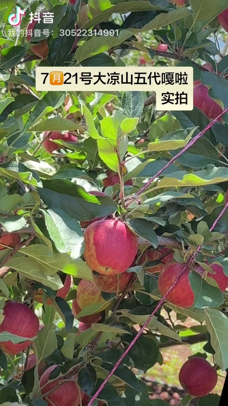 嘎啦苹果片红嘎啦条纹嘎啦产地代办一手货源