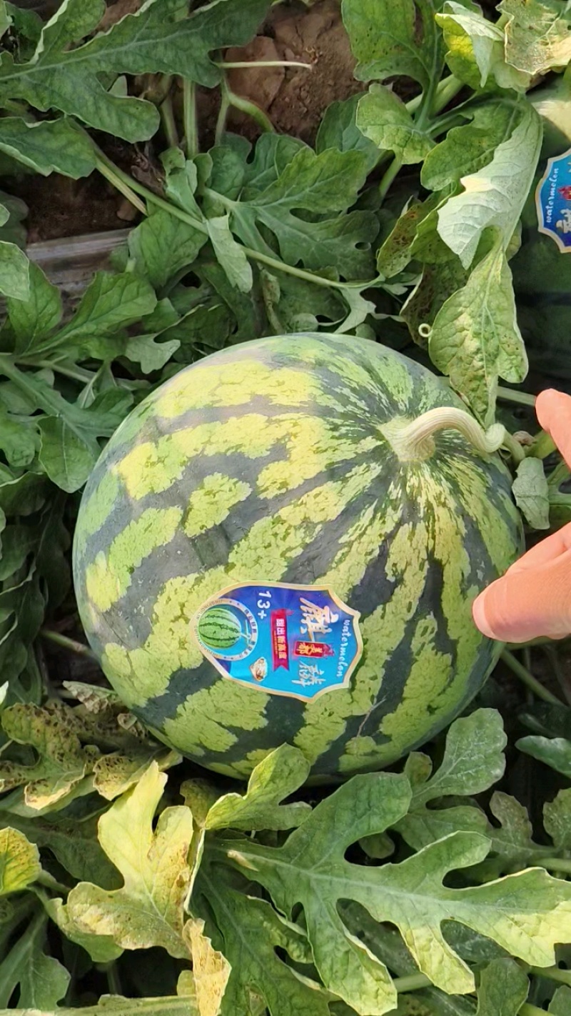 陕西蒲城大棚直生苗无籽美都大量上市，物美价廉，货源充足！