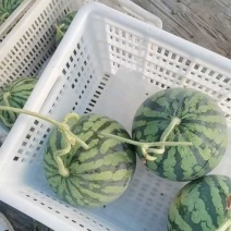 甘肃庆阳麒麟瓜