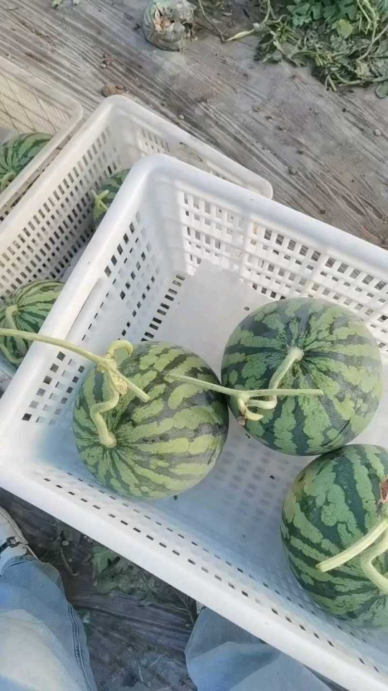 甘肃庆阳麒麟瓜