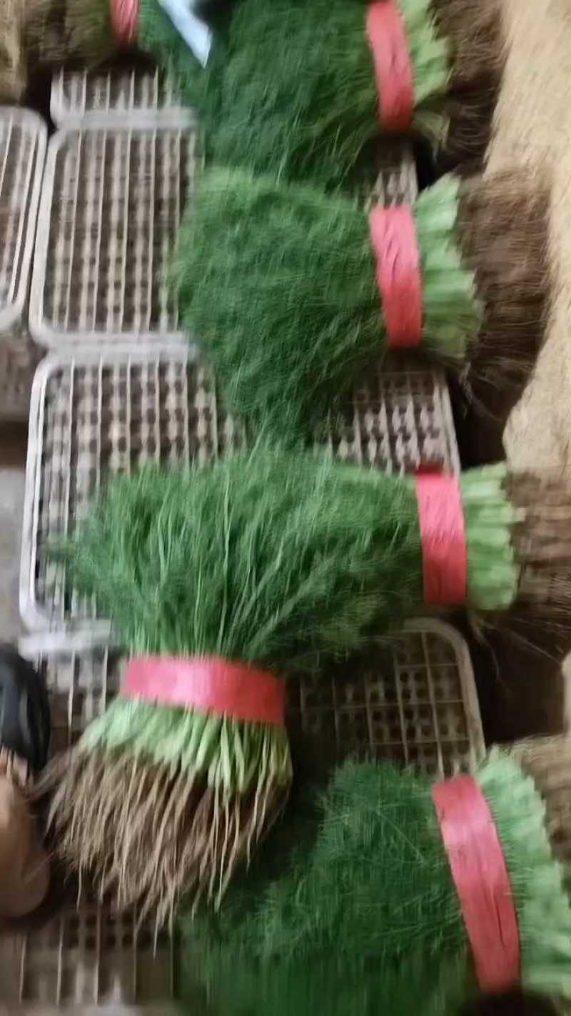 茴香25~30cm产地代办托运可精加工等一条龙服务