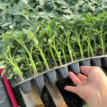番茄苗草莓番茄普罗旺斯草莓铁皮柿子大果口感西红柿苗