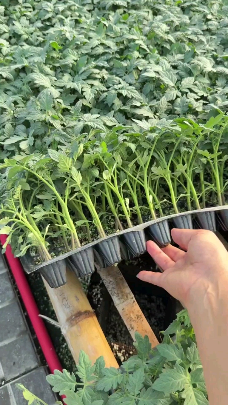 番茄苗草莓番茄普罗旺斯草莓铁皮柿子大果口感西红柿苗
