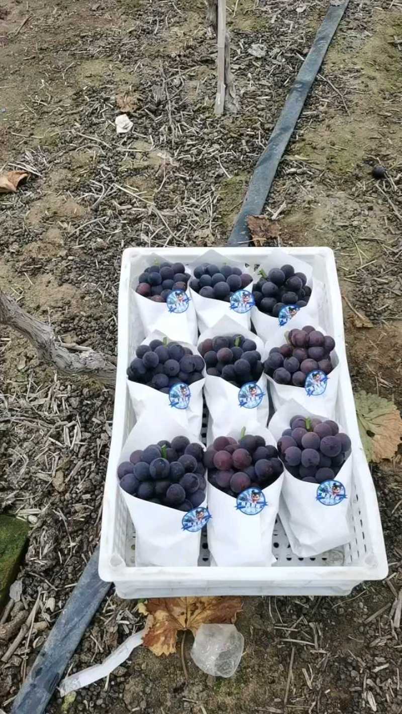 精品甬优，纯甜无酸葡萄