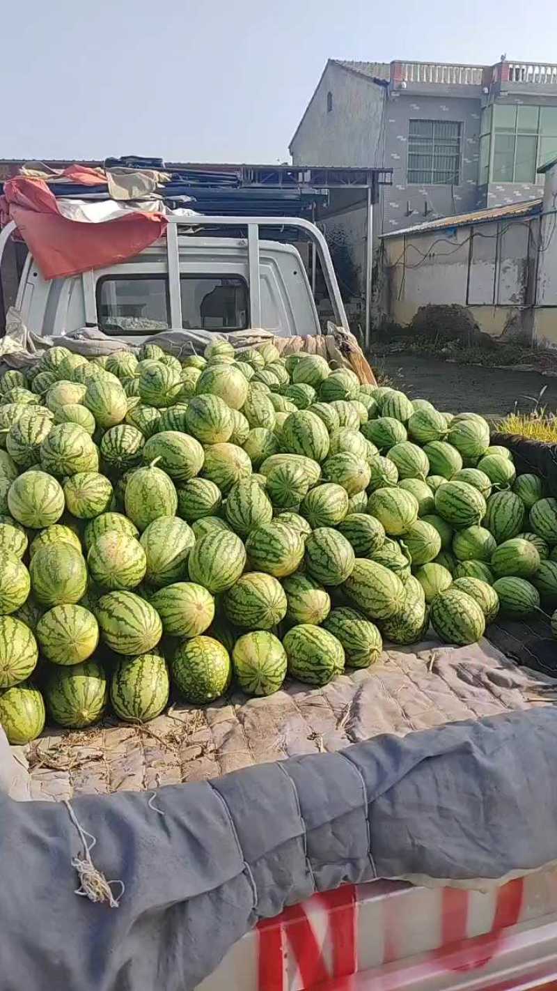 早春红玉小糖丸，精品吊瓜，包熟包甜，产地直发，保质保量