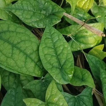 金果榄苗，云南种植基地规格齐全，量大从优现货直发