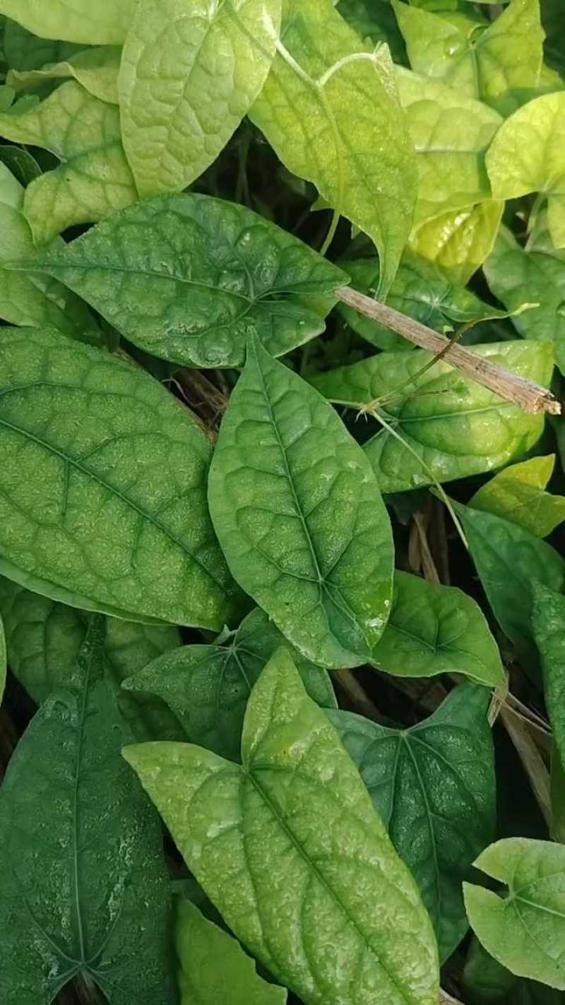 金果榄苗，云南种植基地规格齐全，量大从优现货直发