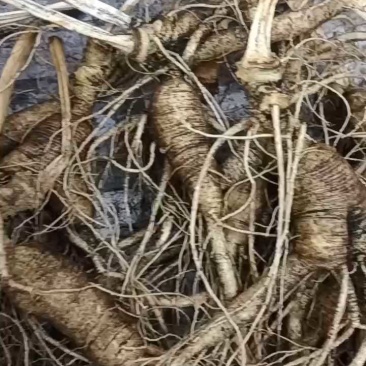 十几年货剩一斤半，泡酒好料统着卖