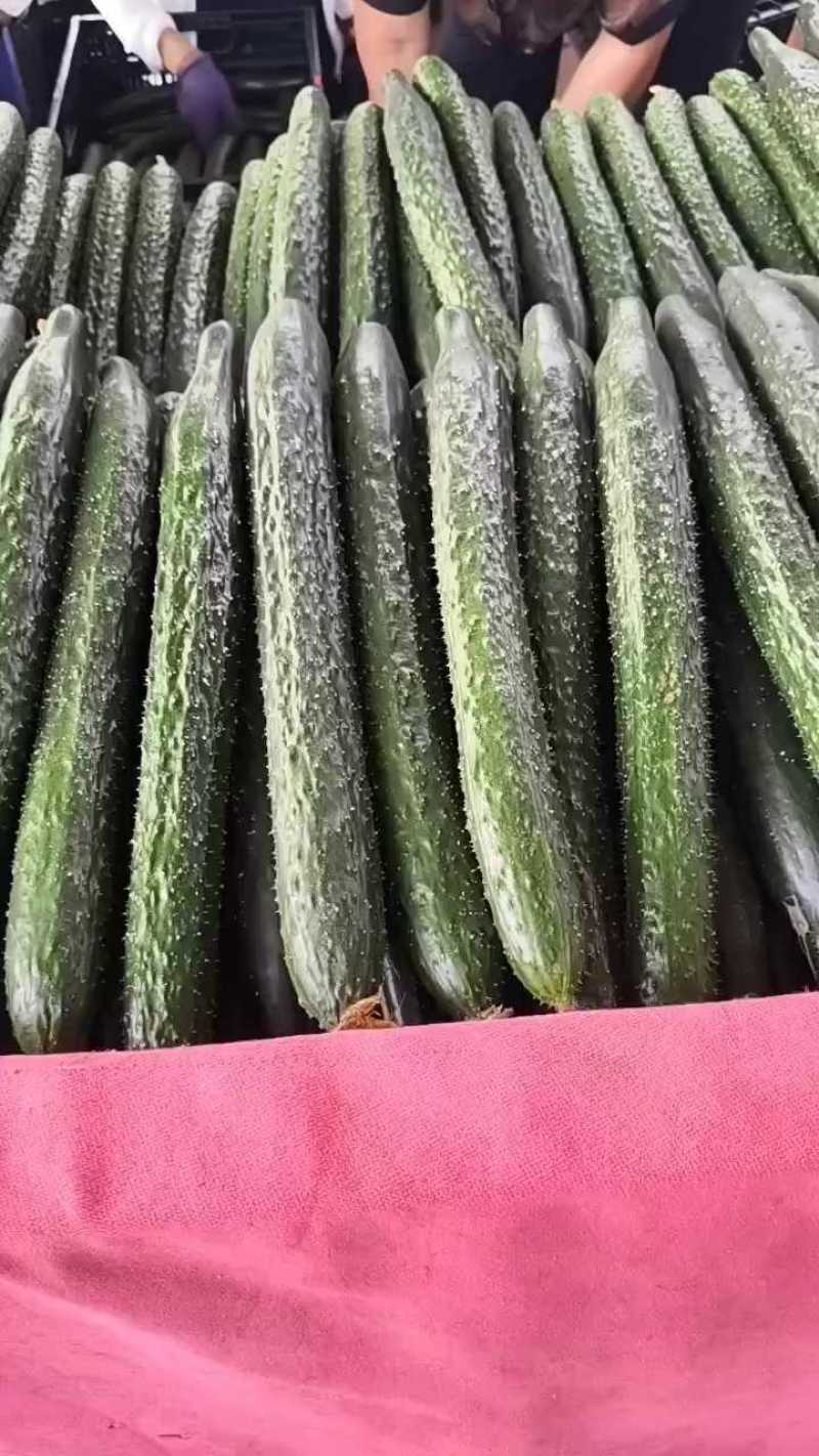 精品密刺黄瓜产地直发品质保证现摘现发干花带刺可视频看货