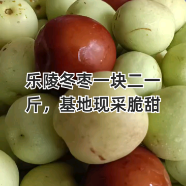 山东新鲜露天冬枣甜脆大枣可致电咨询对接电商可一件代发