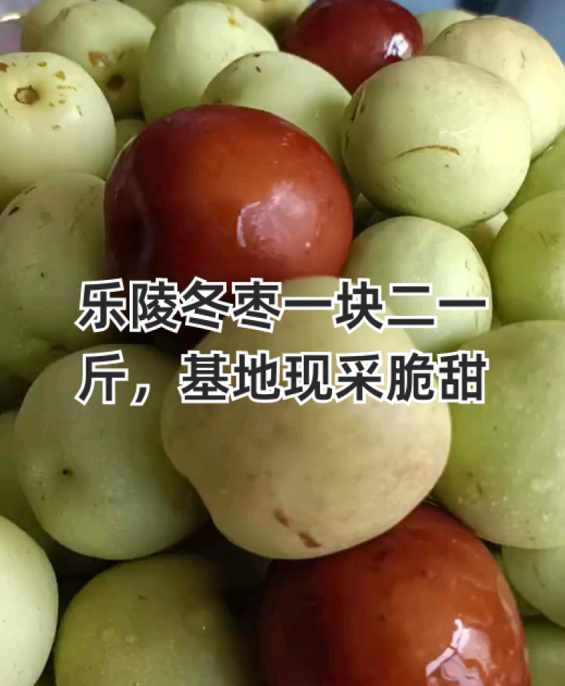 山东新鲜露天冬枣甜脆大枣可致电咨询对接电商可一件代发