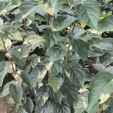 甜柿子苗2年嫁接甜柿子苗根系发达植株健壮