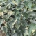 甜柿子苗2年嫁接甜柿子苗根系发达植株健壮
