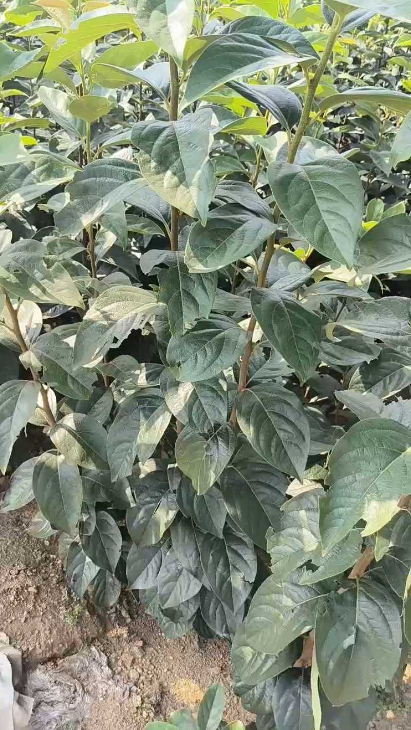 甜柿子苗2年嫁接甜柿子苗根系发达植株健壮