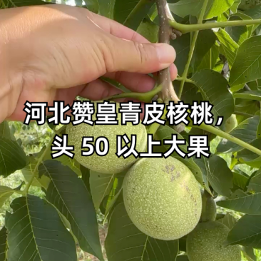 青皮核桃大量发货产地直发价格优惠