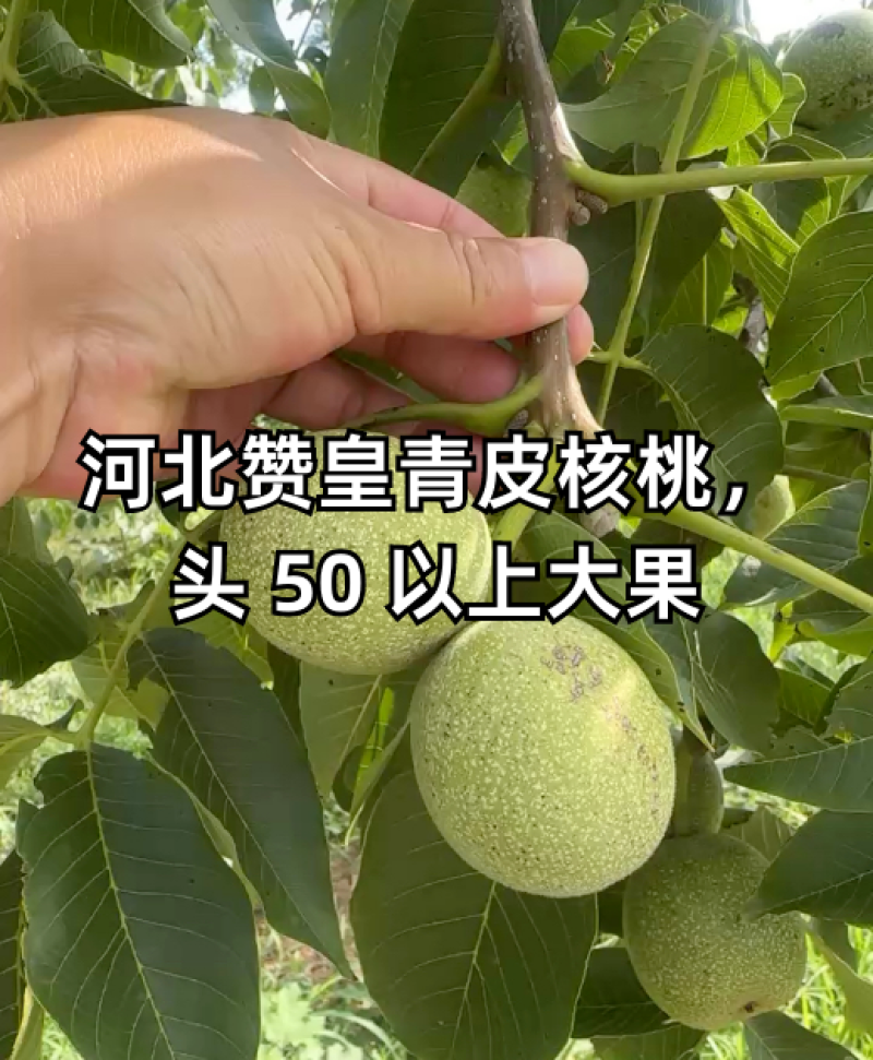 青皮核桃大量发货产地直发价格优惠