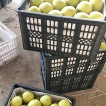 精品皇冠梨，果面干净化渣，全国代发