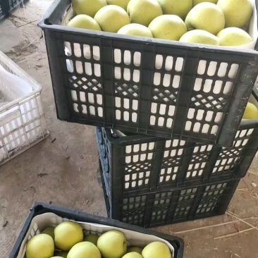 精品皇冠梨，果面干净化渣，全国代发